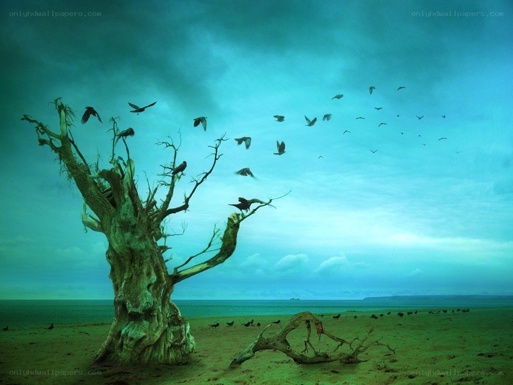 Dead tree on a beach with birds