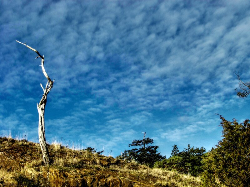 Dead tree on a hillside