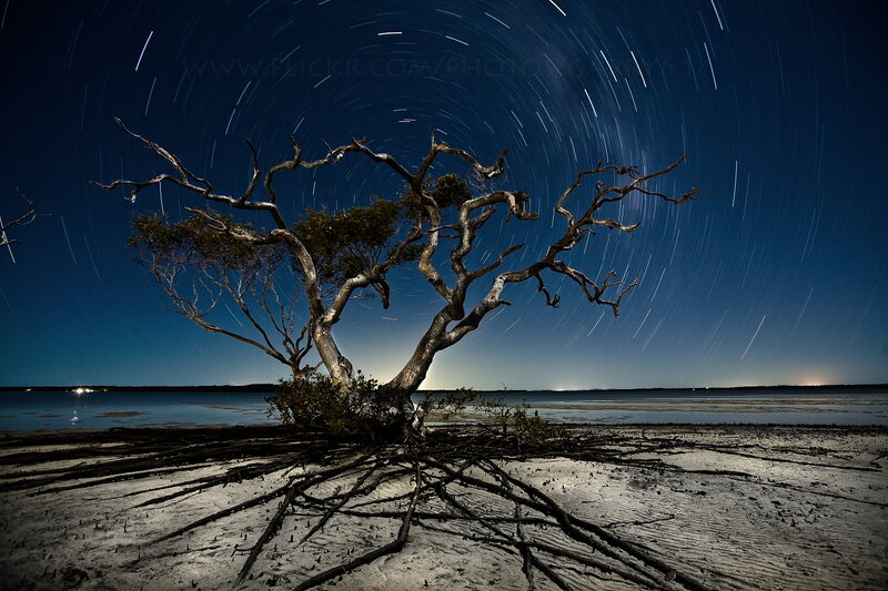 Dead Tree on Beach — Blue, Dramatic, Night