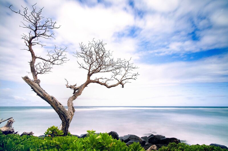 Dead Tree on Beach — Blue, Serene, Afternoon, Photograph, Ocean