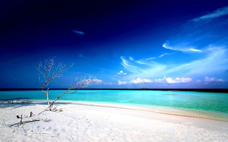 Dead Tree on Beach — Blue, Serene, Afternoon, Photograph