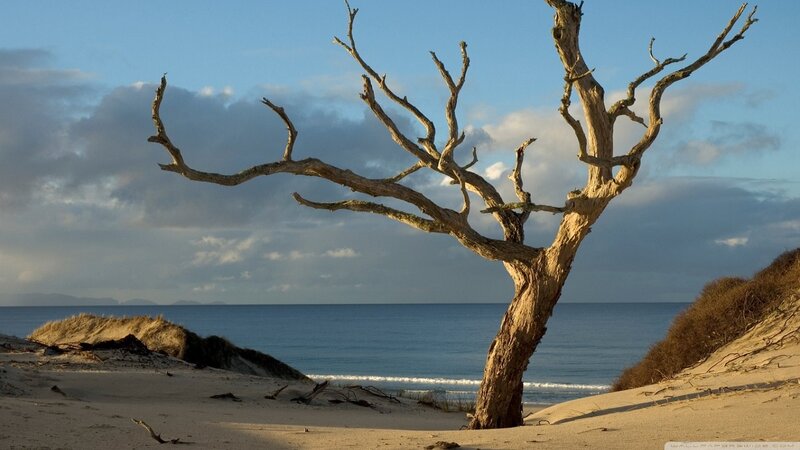 Dead Tree on Beach — Blue, Serene, Afternoon