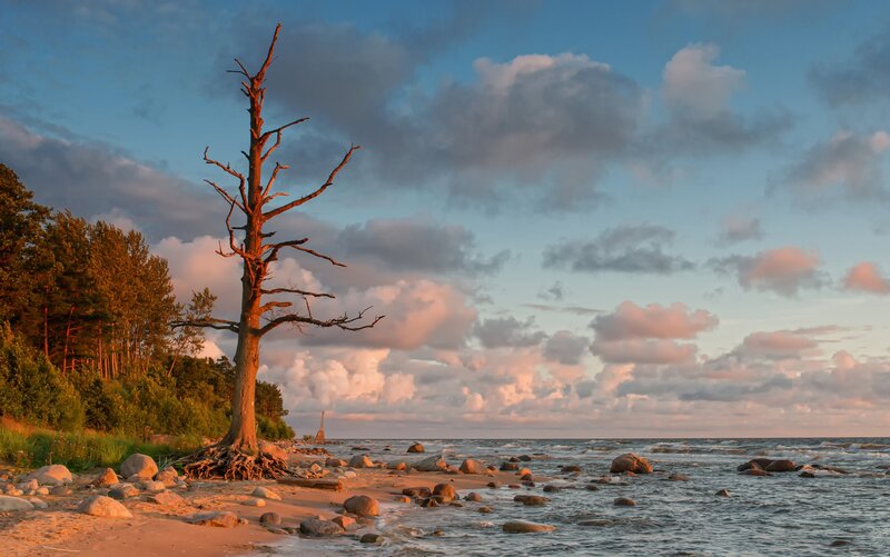 Dead Tree on Beach — Blue, Serene, Sunset, Photograph, Trees
