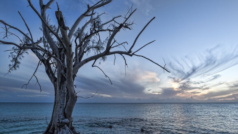 Dead Tree on Beach — Blue, Serene, Sunset