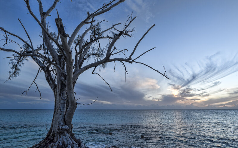 Dead Tree on Beach — Blue, Serene