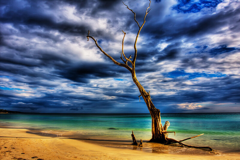 Dead Tree on Beach — Blue