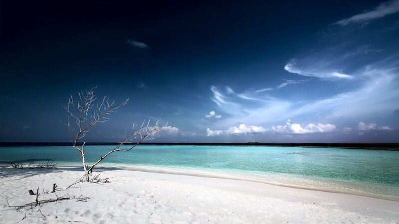 Dead Tree on Beach — White, Dramatic
