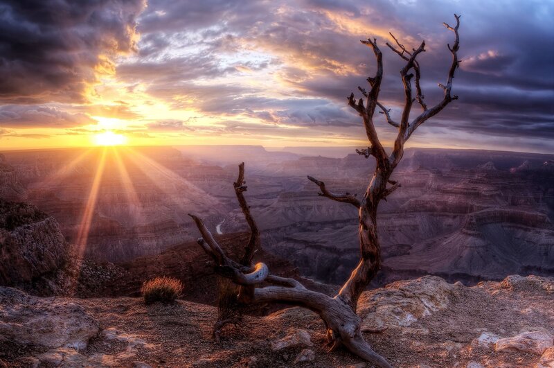 Dead Tree on Canyon Edge — Dramatic