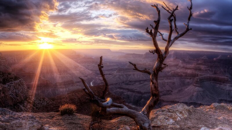 Dead Tree on Canyon Edge — Orange, Dramatic