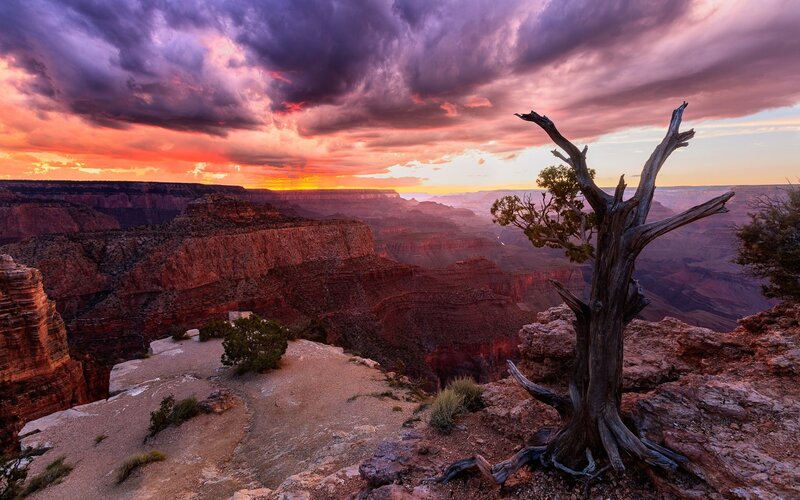 Dead Tree on Canyon Edge — Purple, Dramatic, Sunset, Photograph