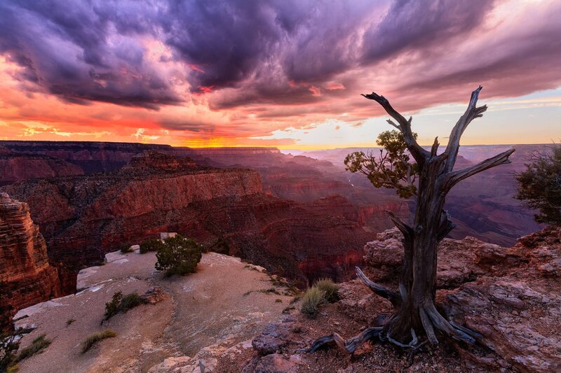 Dead Tree on Canyon Edge — Purple, Dramatic, Sunset