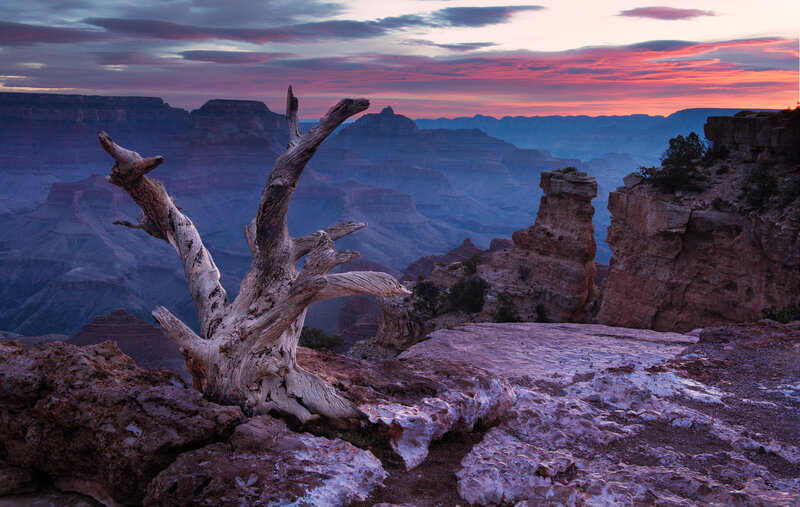 Dead Tree on Canyon Edge — Purple, Dramatic