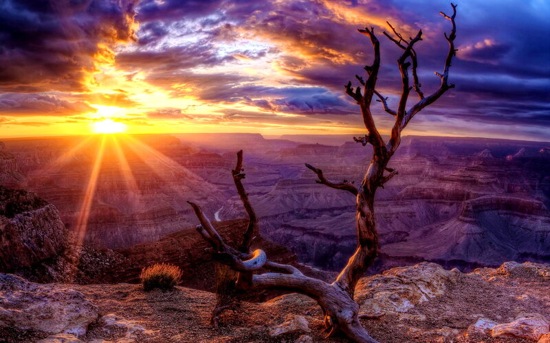Dead Tree on Canyon Edge — Purple