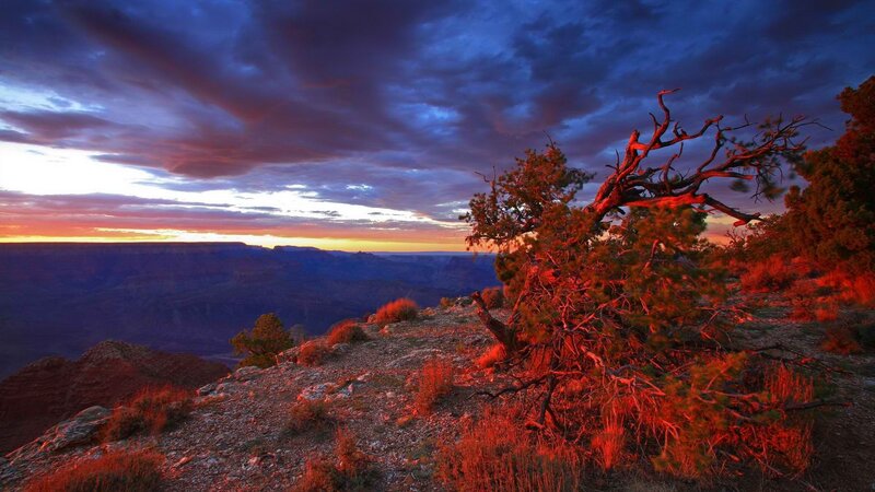 Dead Tree on Canyon Edge — Red, Dramatic