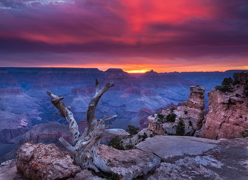 Dead Tree on Canyon Edge — Red