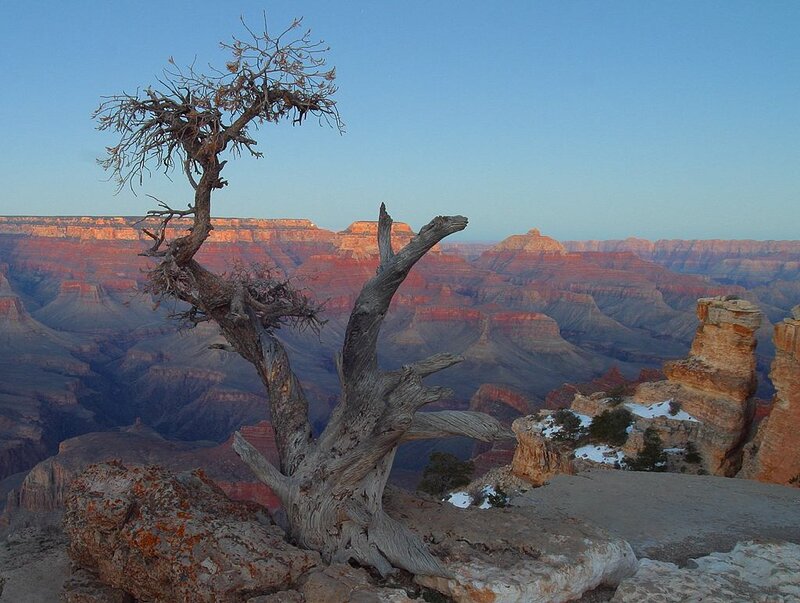 Dead Tree on Canyon Edge