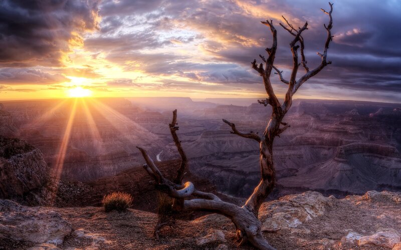 Dead Tree on Canyon Rim — Orange