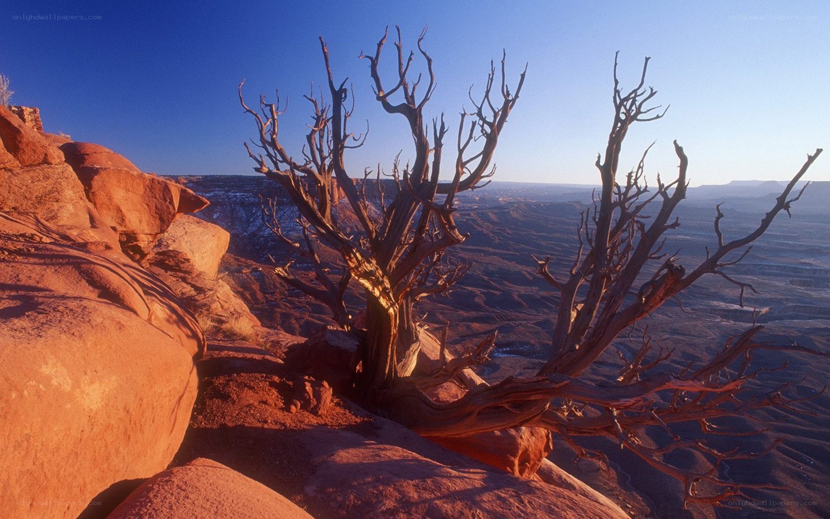 Dead tree on canyon rim