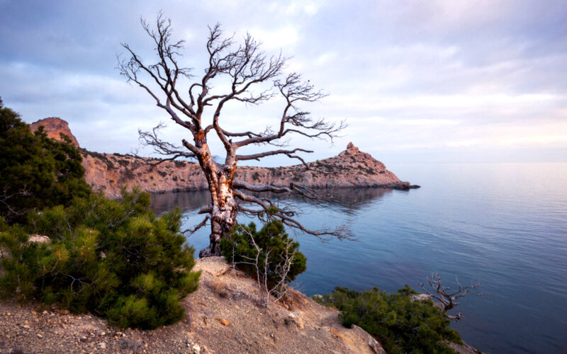 Dead Tree on Cliff — Blue