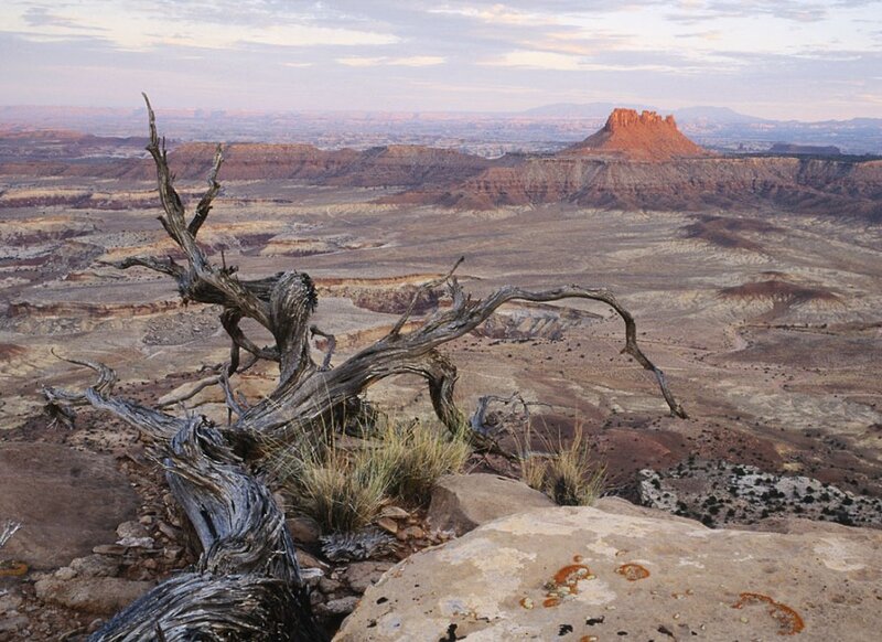 Dead Tree on Cliff — Brown, Arid, Sunset
