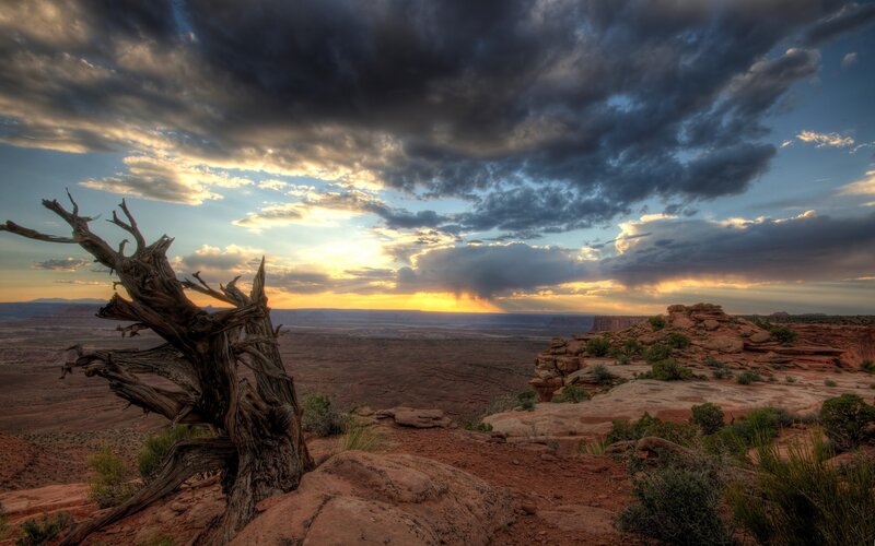 Dead Tree on Cliff — Brown, Dramatic