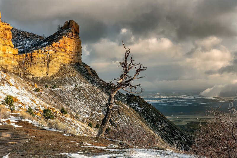 Dead Tree on Cliff — Brown