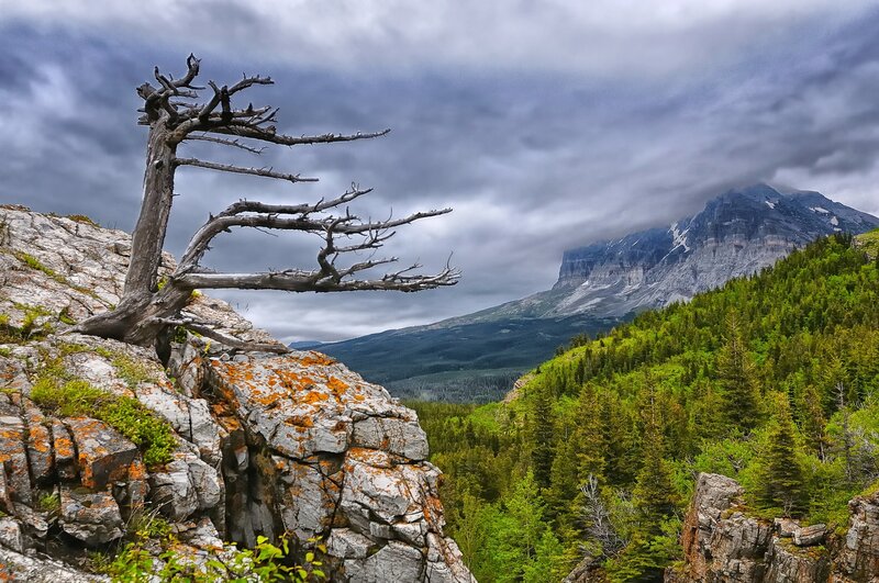 Dead Tree on Cliff — Gray, Dramatic, Photograph, Mountain