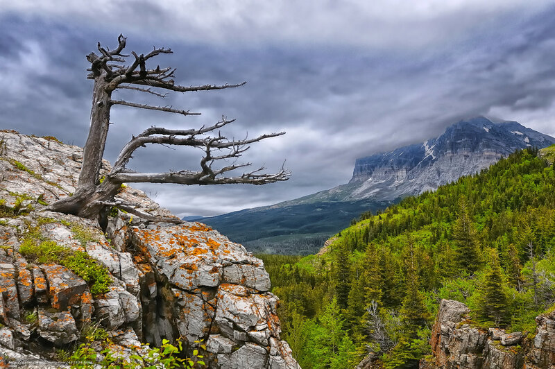 Dead Tree on Cliff — Green