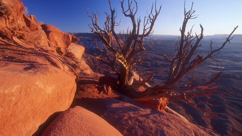Dead Tree on Cliff — Red, Dramatic