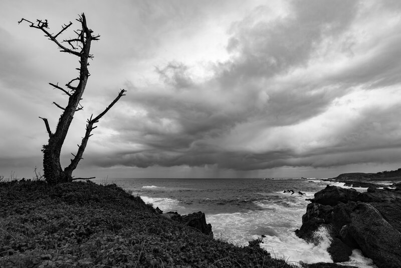 Dead Tree on Coast