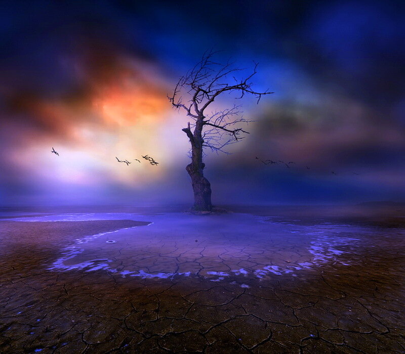 Dead Tree on Cracked Ground