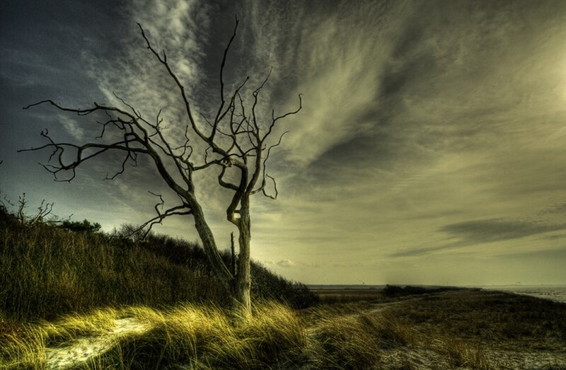 Dead Tree on Dune
