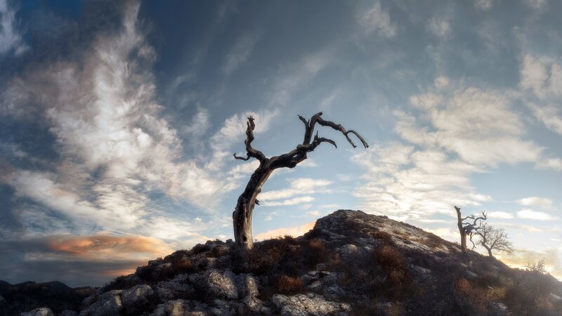 Dead Tree on Hill — Blue, Dramatic