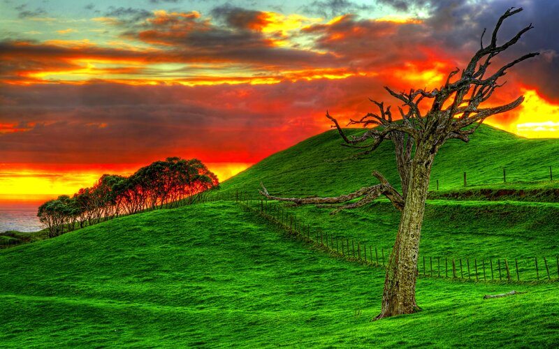 Dead Tree on Hill — Green