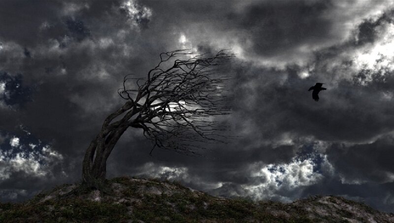 Dead Tree on Hill