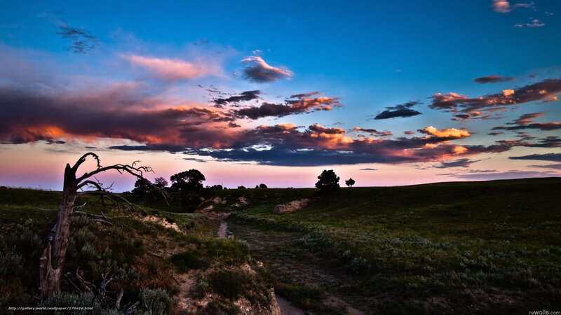 Dead Tree on Hillside — Blue, Dramatic