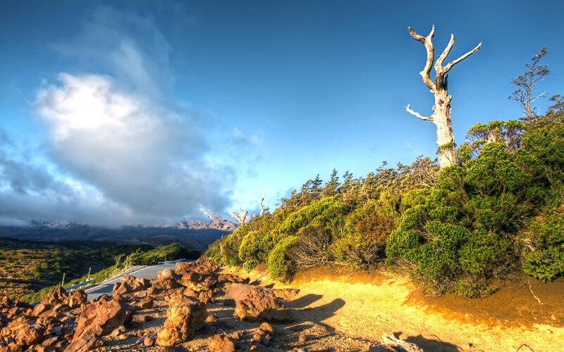 Dead Tree on Hillside — Blue