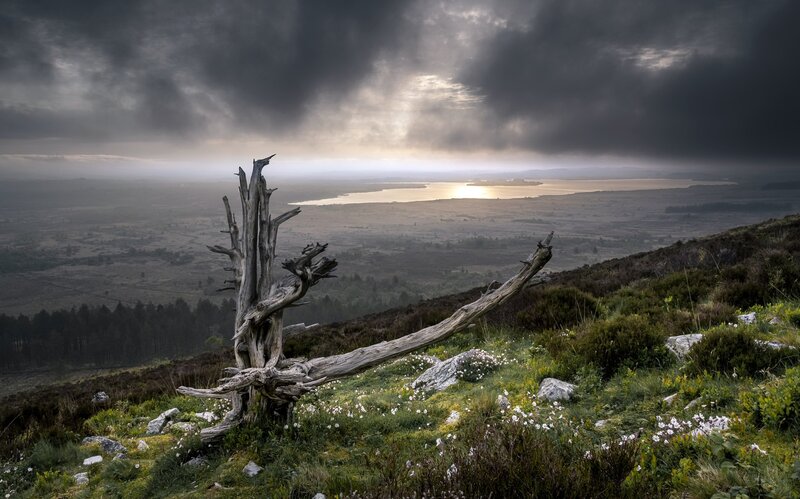 Dead Tree on Hillside — Gray, Dramatic, Sunrise
