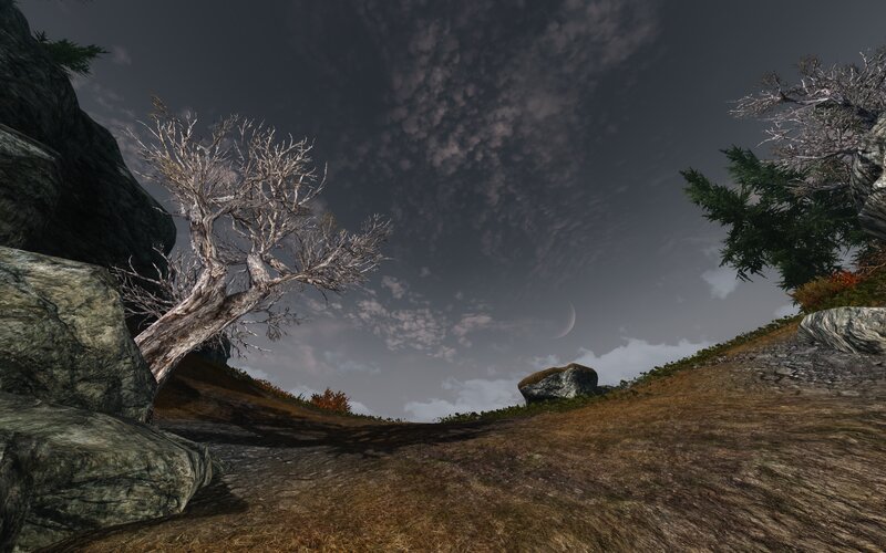 Dead Tree on Hillside — Gray, Dreary