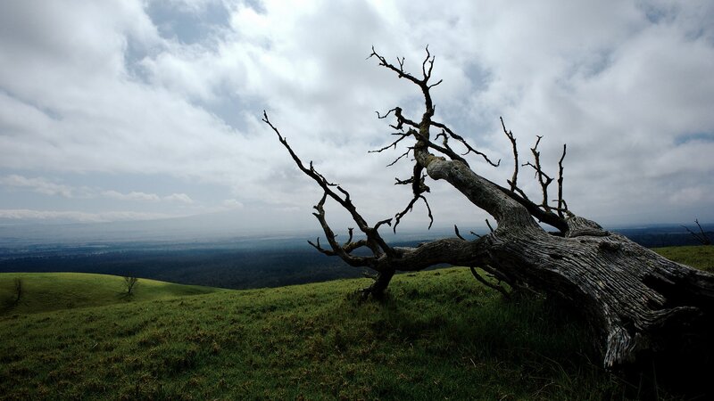 Dead Tree on Hillside — Green, Dramatic, Afternoon, Photograph