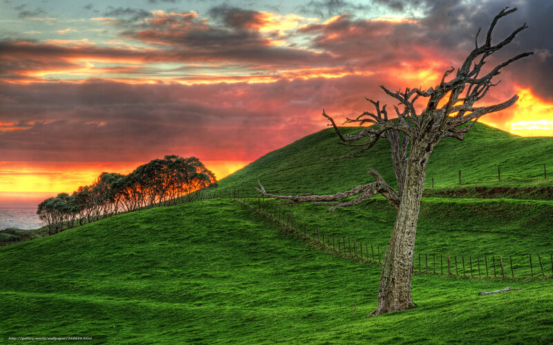 Dead Tree on Hillside — Green, Dramatic, Sunset, Photograph, Green Hills