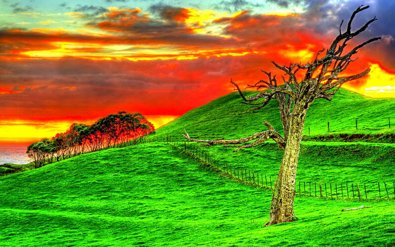 Dead Tree on Hillside — Green, Dramatic, Sunset, Photograph, Hills