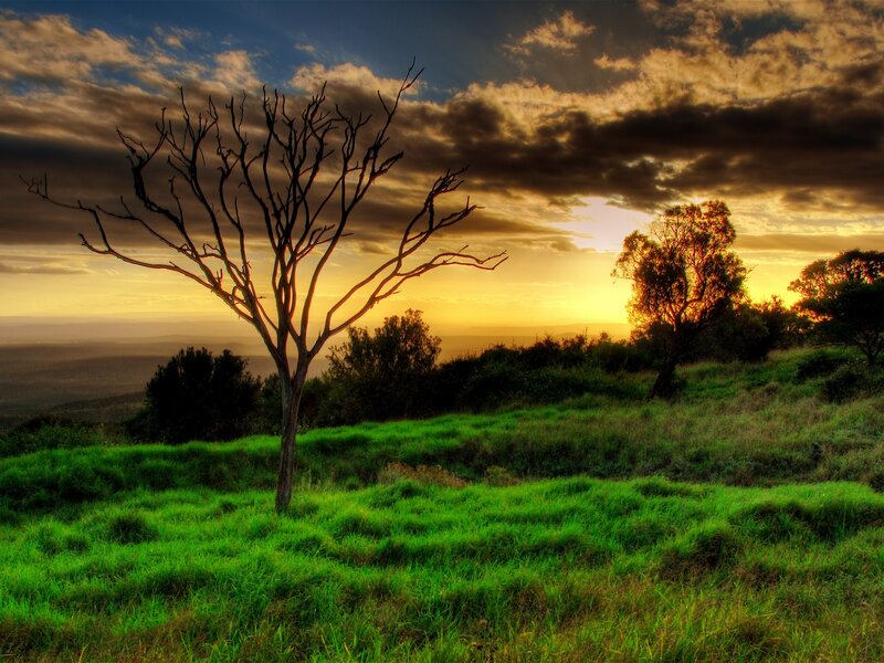 Dead Tree on Hillside — Green, Dramatic, Sunset