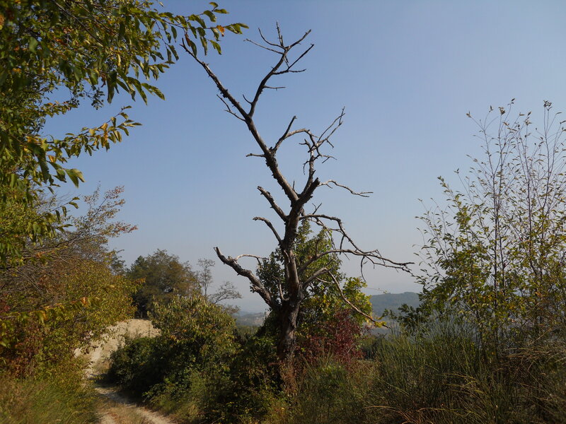 Dead Tree on Hillside — Green, Serene