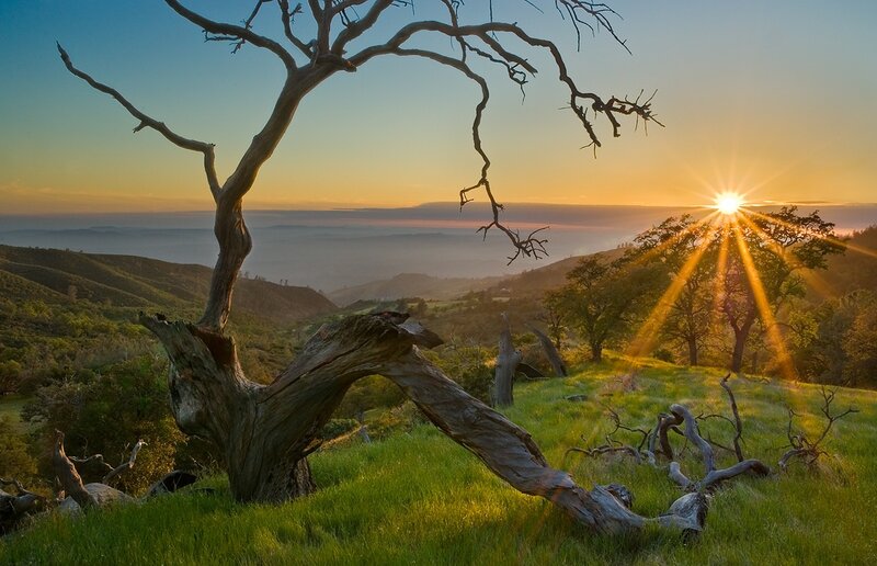Dead Tree on Hillside — Green