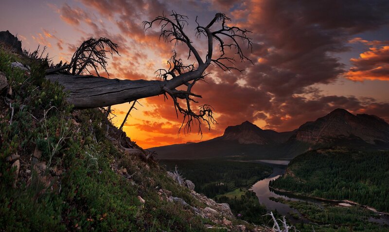 Dead Tree on Hillside — Orange