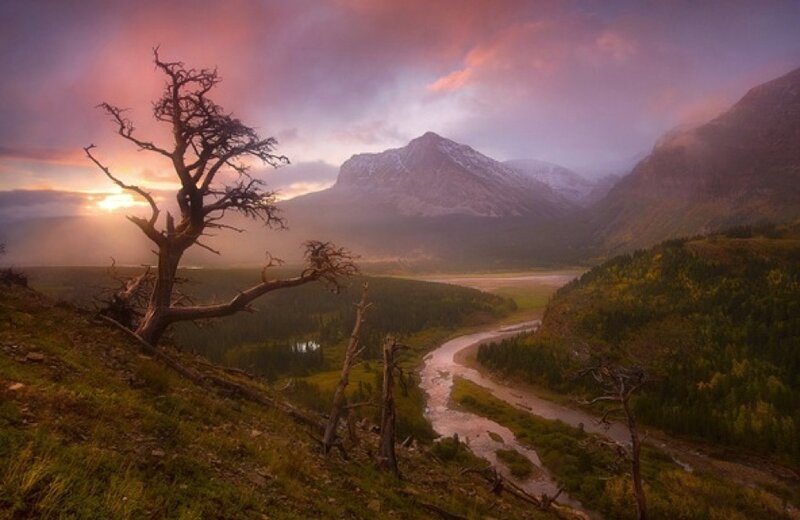 Dead Tree on Hillside — Purple