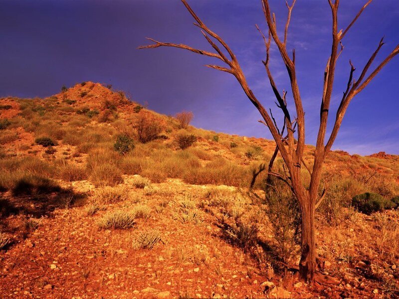Dead Tree on Hillside — Red