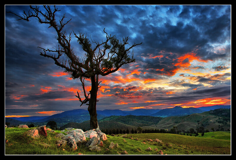 Dead Tree on Hillside