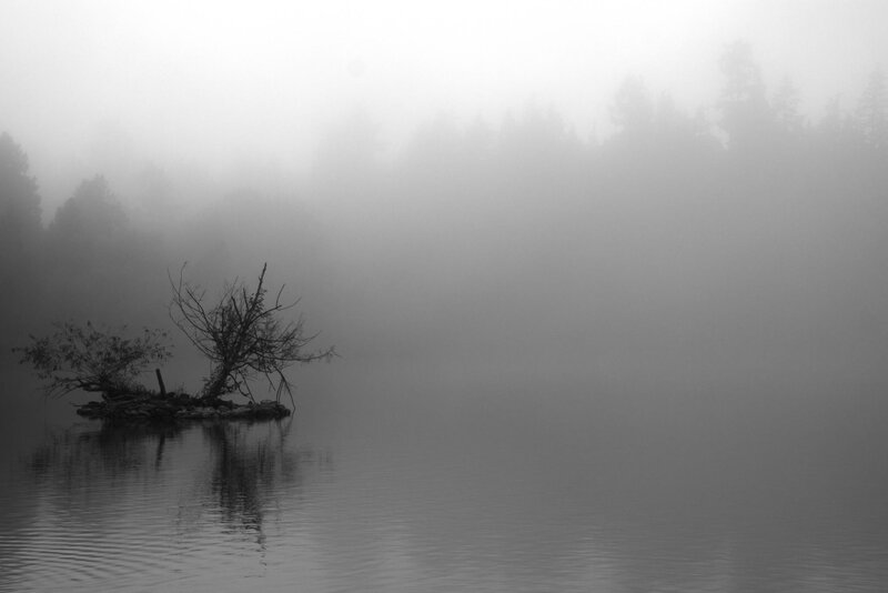 Dead Tree on Island